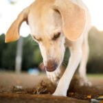 Vet Jamie shares common signs of worms in dogs to look out for