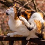 The Hampshire Vet shares five signs your cat may have fleas
