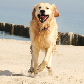 The Hampshire Vet’s Guide to a Worry-Free Beach Day with Your Dog