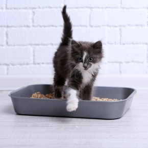 Effective Kitten Litter Training Tips from The Hampshire Vet’s Nurses