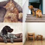 Six Important Home Adjustments for Arthritic Dogs and Cats